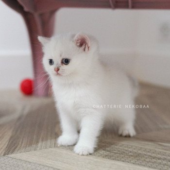 chaton British Shorthair point Otomi Chatterie Nekobaa