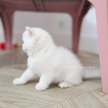 chaton British Shorthair point Otomi Chatterie Nekobaa