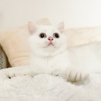 chaton British Shorthair point Otomi Chatterie Nekobaa