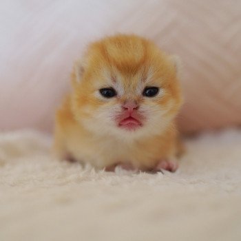 chaton British Shorthair black golden shell Otōtosan Chatterie Nekobaa chaton British Shorthair black golden shell Otōtosan Chatterie Nekobaa