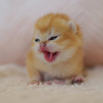 chaton British Shorthair black golden shell Otōtosan Chatterie Nekobaa chaton British Shorthair black golden shell Otōtosan Chatterie Nekobaa