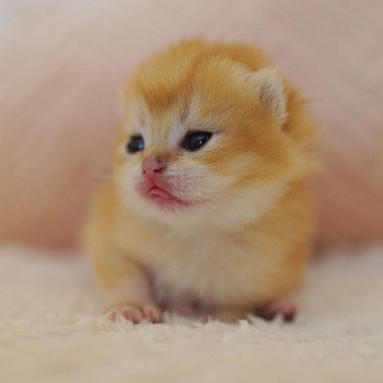 chaton British Shorthair black golden shell Otōtosan Chatterie Nekobaa chaton British Shorthair black golden shell Otōtosan Chatterie Nekobaa