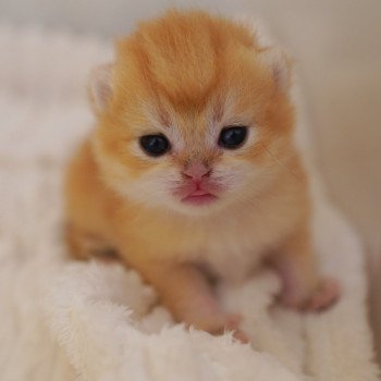chaton British Shorthair black golden shell Otōtosan Chatterie Nekobaa chaton British Shorthair black golden shell Otōtosan Chatterie Nekobaa