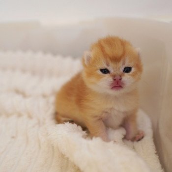 chaton British Shorthair black golden shell Otōtosan Chatterie Nekobaa chaton British Shorthair black golden shell Otōtosan Chatterie Nekobaa
