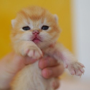 chaton British Shorthair black golden shell Otōtosan Chatterie Nekobaa chaton British Shorthair black golden shell Otōtosan Chatterie Nekobaa