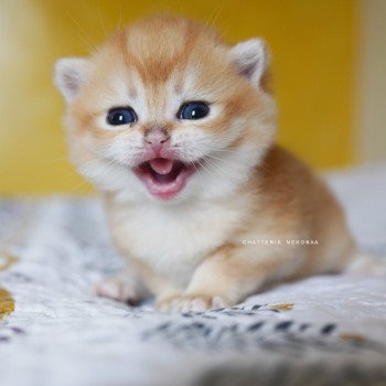 chaton British Shorthair black golden shell Otōtosan Chatterie Nekobaa
