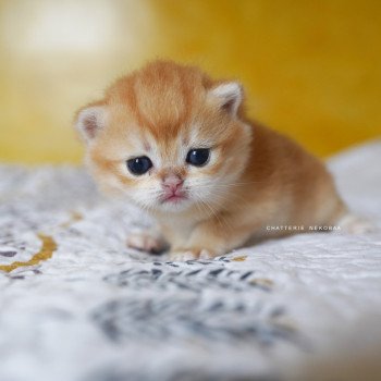 chaton British Shorthair black golden shell Otōtosan Chatterie Nekobaa