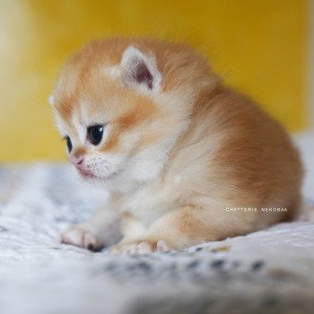 chaton British Shorthair black golden shell Otōtosan Chatterie Nekobaa