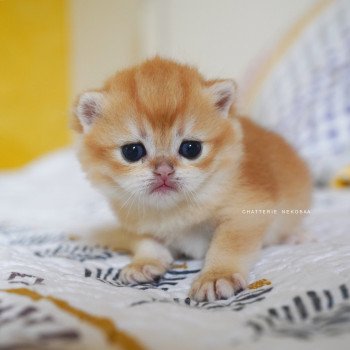 chaton British Shorthair black golden shell Otōtosan Chatterie Nekobaa