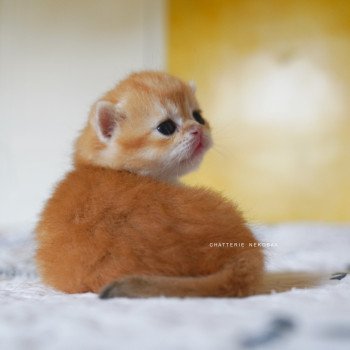 chaton British Shorthair black golden shell Otōtosan Chatterie Nekobaa