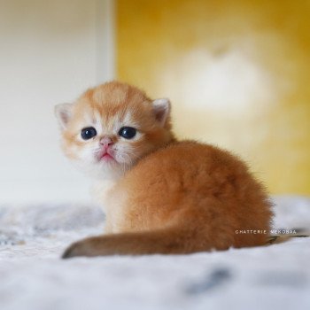 chaton British Shorthair black golden shell Otōtosan Chatterie Nekobaa