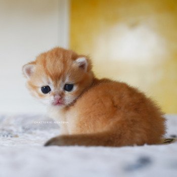 chaton British Shorthair black golden shell Otōtosan Chatterie Nekobaa