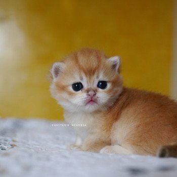chaton British Shorthair black golden shell Otōtosan Chatterie Nekobaa