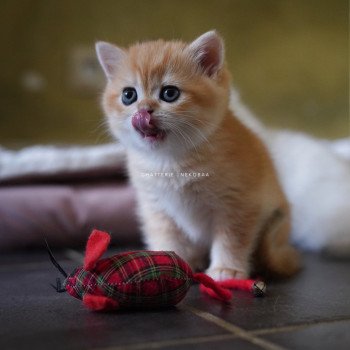 chaton British Shorthair black golden shell Otōtosan Chatterie Nekobaa chaton British Shorthair black golden shell Otōtosan Chatterie Nekobaa
