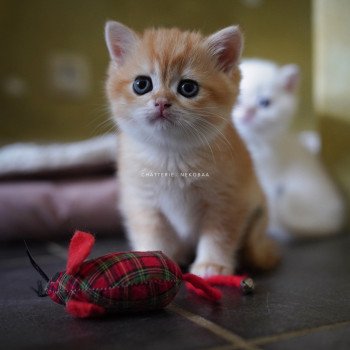 chaton British Shorthair black golden shell Otōtosan Chatterie Nekobaa chaton British Shorthair black golden shell Otōtosan Chatterie Nekobaa