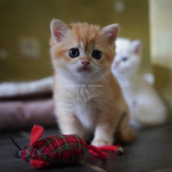 chaton British Shorthair black golden shell Otōtosan Chatterie Nekobaa chaton British Shorthair black golden shell Otōtosan Chatterie Nekobaa