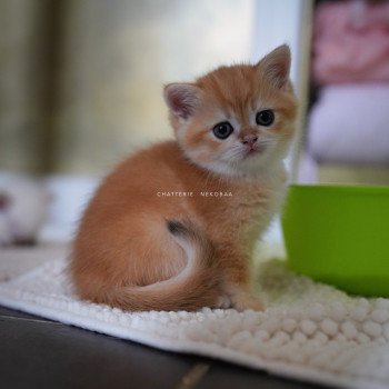 chaton British Shorthair black golden shell Otōtosan Chatterie Nekobaa chaton British Shorthair black golden shell Otōtosan Chatterie Nekobaa