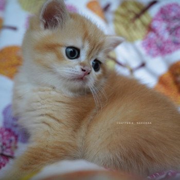 chaton British Shorthair black golden shell Otōtosan Chatterie Nekobaa chaton British Shorthair black golden shell Otōtosan Chatterie Nekobaa