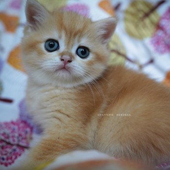 chaton British Shorthair black golden shell Otōtosan Chatterie Nekobaa chaton British Shorthair black golden shell Otōtosan Chatterie Nekobaa