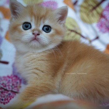 chaton British Shorthair black golden shell Otōtosan Chatterie Nekobaa chaton British Shorthair black golden shell Otōtosan Chatterie Nekobaa