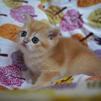 chaton British Shorthair black golden shell Otōtosan Chatterie Nekobaa chaton British Shorthair black golden shell Otōtosan Chatterie Nekobaa