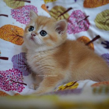 chaton British Shorthair black golden shell Otōtosan Chatterie Nekobaa chaton British Shorthair black golden shell Otōtosan Chatterie Nekobaa