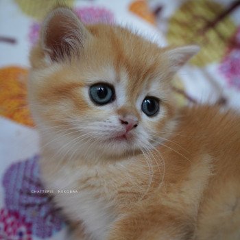 chaton British Shorthair black golden shell Otōtosan Chatterie Nekobaa chaton British Shorthair black golden shell Otōtosan Chatterie Nekobaa