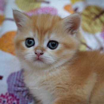 chaton British Shorthair black golden shell Otōtosan Chatterie Nekobaa chaton British Shorthair black golden shell Otōtosan Chatterie Nekobaa