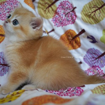chaton British Shorthair black golden shell Otōtosan Chatterie Nekobaa chaton British Shorthair black golden shell Otōtosan Chatterie Nekobaa
