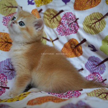 chaton British Shorthair black golden shell Otōtosan Chatterie Nekobaa chaton British Shorthair black golden shell Otōtosan Chatterie Nekobaa