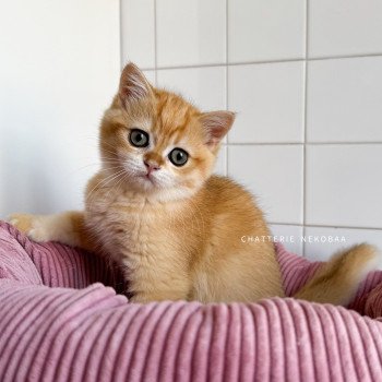 chaton British Shorthair black golden shell Alphonse Ototosan Chatterie Nekobaa