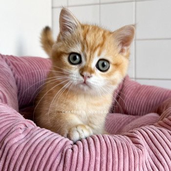 chaton British Shorthair black golden shell Alphonse Ototosan Chatterie Nekobaa
