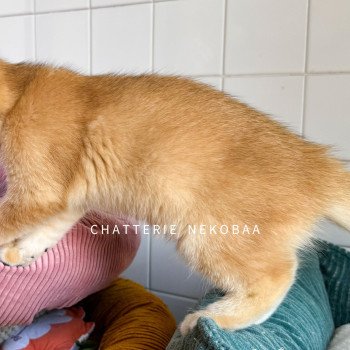 chaton British Shorthair black golden shell Alphonse Ototosan Chatterie Nekobaa