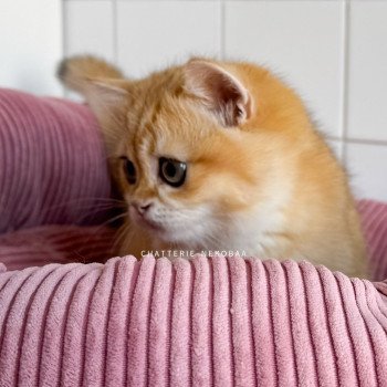 chaton British Shorthair black golden shell Alphonse Ototosan Chatterie Nekobaa