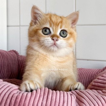 chaton British Shorthair black golden shell Alphonse Ototosan Chatterie Nekobaa