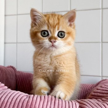 chaton British Shorthair black golden shell Alphonse Ototosan Chatterie Nekobaa