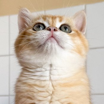 chaton British Shorthair black golden shell Alphonse Ototosan Chatterie Nekobaa