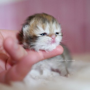 chaton British Longhair black golden shaded Pepette Chatterie Nekobaa chaton British Longhair black golden shaded Pepette Chatterie Nekobaa