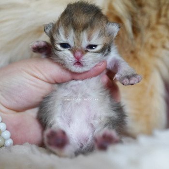 chaton British Longhair black golden shaded Pepette Chatterie Nekobaa chaton British Longhair black golden shaded Pepette Chatterie Nekobaa