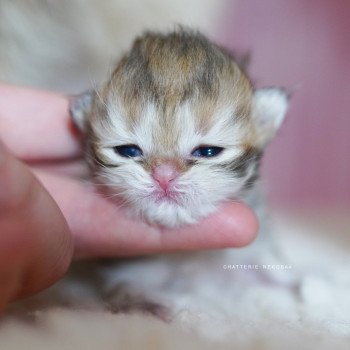 chaton British Longhair black golden shaded Pepette Chatterie Nekobaa chaton British Longhair black golden shaded Pepette Chatterie Nekobaa