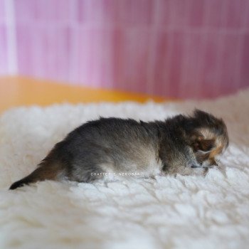 chaton British Longhair black golden shaded Pepette Chatterie Nekobaa chaton British Longhair black golden shaded Pepette Chatterie Nekobaa
