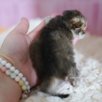 chaton British Longhair black golden shaded Pepette Chatterie Nekobaa chaton British Longhair black golden shaded Pepette Chatterie Nekobaa