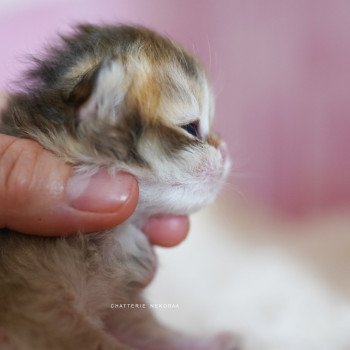 chaton British Longhair black golden shaded Pepette Chatterie Nekobaa chaton British Longhair black golden shaded Pepette Chatterie Nekobaa