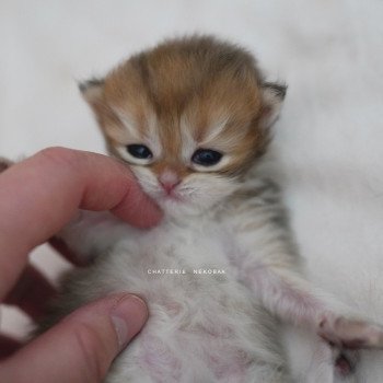 chaton British Longhair black golden shaded Pepette Chatterie Nekobaa chaton British Longhair black golden shaded Pepette Chatterie Nekobaa