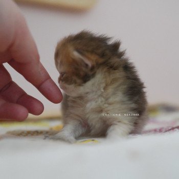 chaton British Longhair black golden shaded Pepette Chatterie Nekobaa chaton British Longhair black golden shaded Pepette Chatterie Nekobaa