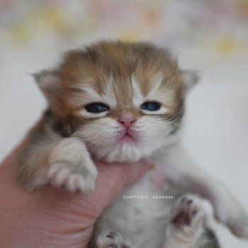chaton British Longhair black golden shaded Pepette Chatterie Nekobaa chaton British Longhair black golden shaded Pepette Chatterie Nekobaa