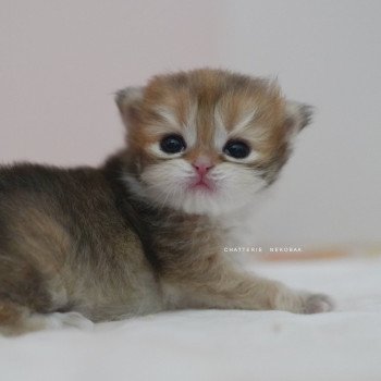 chaton British Longhair black golden shaded Pepette Chatterie Nekobaa chaton British Longhair black golden shaded Pepette Chatterie Nekobaa