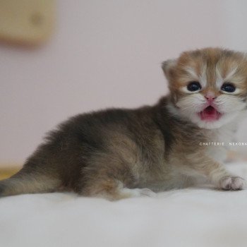 chaton British Longhair black golden shaded Pepette Chatterie Nekobaa chaton British Longhair black golden shaded Pepette Chatterie Nekobaa