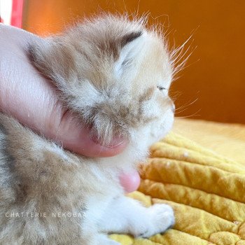 chaton British Shorthair black golden blotched tabby Piccolo Chatterie Nekobaa