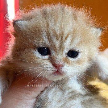 chaton British Shorthair black golden blotched tabby Piccolo Chatterie Nekobaa